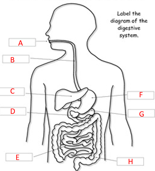 Digestive System Jeopardy Jeopardy Template